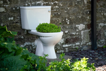 close up of a close coupled white toilet in a garden setting with the bowl full of lush green Coriander, Chinses Parsely, Dhania, Kothmir or Cilantro   