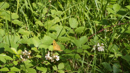 schöne schmetterlinge und wald blumen