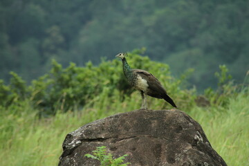 A beautiful scene where a peacock is standing