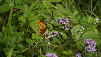 sch&ouml;ne schmetterlinge und wald blumen