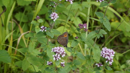 schöne schmetterlinge und wald blumen