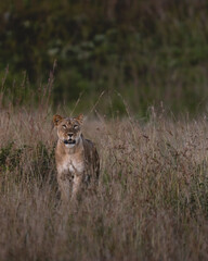 Lion in the grass