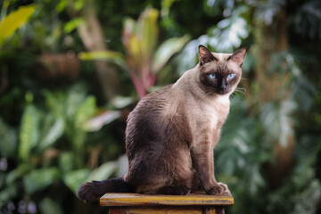 Siamese cat with blue eyes sitting on wooden table with green leaf background. Blue diamond cat sitting in the garden. Thai cat looking something