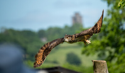 a european eagle owl (Bubo bubo) in demonstration at a bird of prey centre