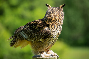 a european eagle owl (Bubo bubo) in demonstration at a bird of prey centre