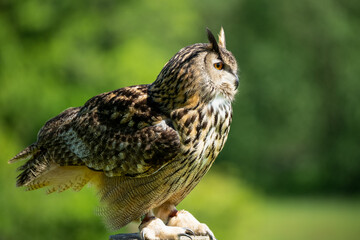 a european eagle owl (Bubo bubo) in demonstration at a bird of prey centre