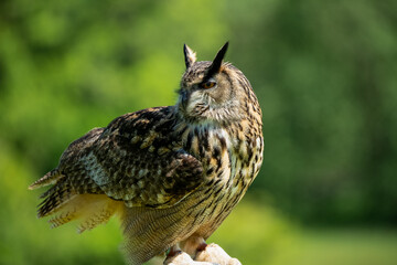 a european eagle owl (Bubo bubo) in demonstration at a bird of prey centre