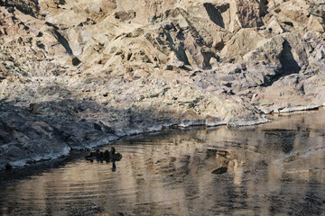 Wild duck with ducklings swims in pond among frozen lava. Girvas paleovolcano is popular place among tourists. Duck with yellow eyes and fluffy ducklings follow her.