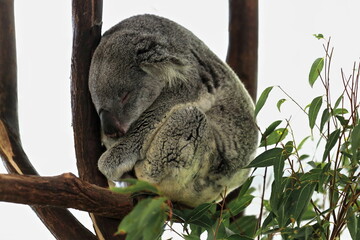 Small gray fur koala sleeping-branches of eucalyptus trees. Brisbane-Australia-053