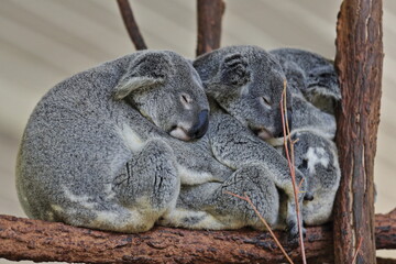 Three small gray fur koalas sleeping-branches of eucalyptus trees. Brisbane-Australia-058 © rweisswald
