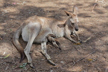 Fermale eastern grey kangaroo-joey siticking out of the pouch. Brisbane-Australia-064