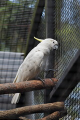 Sulphur crested cockatoo-white bird perching in a cage. Brisbane-Australia-051