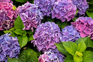 Photography of blooming mountain hydrangeas