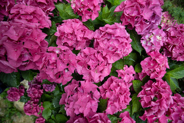 Photography of blooming mountain hydrangeas
