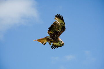a red kite (Milvus milvus) in demonstration at a bird of prey centre