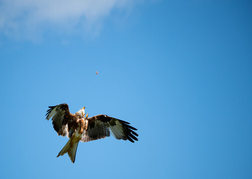 a red kite (Milvus milvus) catching thron food morcel in mid-air at a demonstration, bird of prey centre