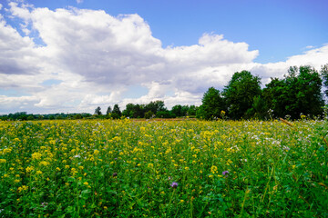 Fototapeta premium Landscape near Oberhausen-Rheinhausen. Nature with flowering meadows. 
