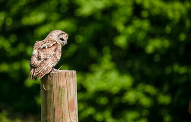 a Tawny Owl (Strix aluco) in demonstration at a bird of prey centre