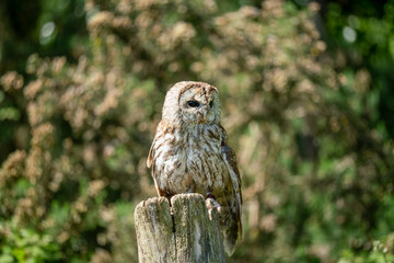 a Tawny Owl (Strix aluco) in demonstration at a bird of prey centre