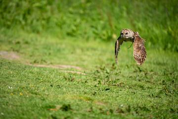 a Tawny Owl (Strix aluco) in demonstration at a bird of prey centre