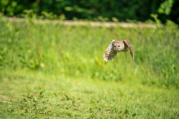 a Tawny Owl (Strix aluco) in demonstration at a bird of prey centre