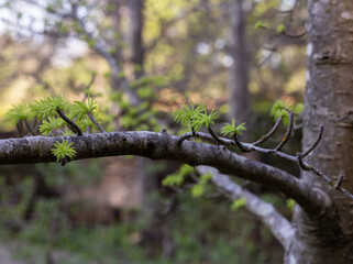 A light green fresh leaves on a tree