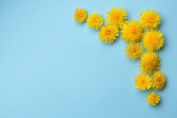 yellow flowers on blue background, postcard with spring flowers