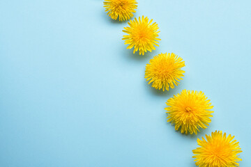 pattern of dandelion flowers, yellow flowers on blue background, postcard with spring flowers