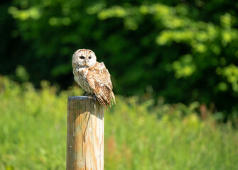 a Tawny Owl (Strix aluco) in demonstration at a bird of prey centre