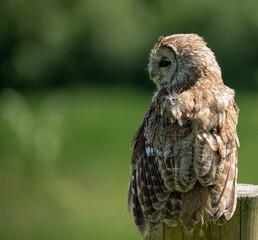 a Tawny Owl (Strix aluco) in demonstration at a bird of prey centre