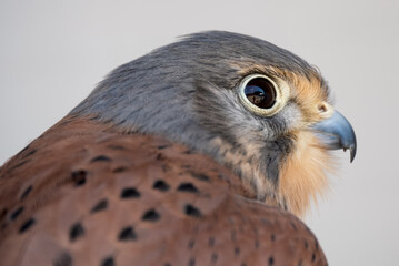 detailed close up of a peregrine falcon (Falco peregrinus) head side profile