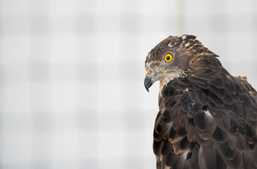 a honey buzzard (Pernis apivorus) from side profile