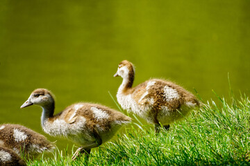 Egyptian goose chicks on the shore of a lake. Wild birds in nature. Alopochen aegyptiaca.
