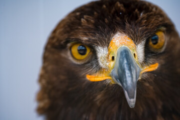 close up face of a golden eagle (Aquila chrysaetos)