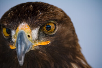 close up face of a golden eagle (Aquila chrysaetos) - Powered by Adobe