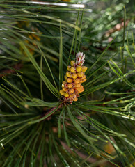 A pine tree bud in the spring