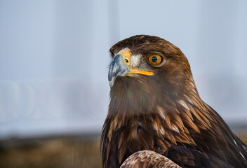 close up face of a golden eagle (Aquila chrysaetos)