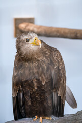 closeup face of a golden eagle (Aquila chrysaetos) 