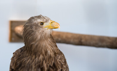 a golden eagle (Aquila chrysaetos) inside their large cage 