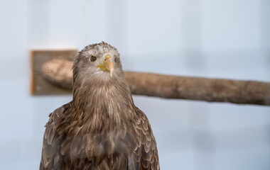 a golden eagle (Aquila chrysaetos) inside their large cage 