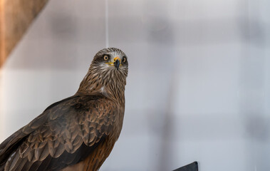 a red kite (Milvus milvus) inside their large cage 