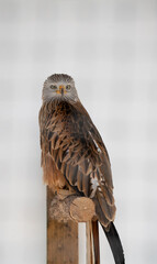 a red kite (Milvus milvus) inside their large cage 