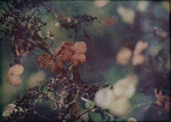 Vintage grunge textured dark botanical moody nature background of dead dried hydrangea flowers