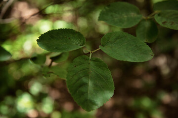 Summer sunny day in the forest.