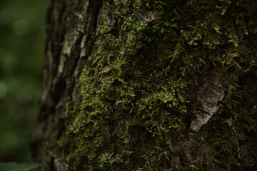 Summer sunny day in the forest.
