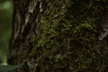 Summer sunny day in the forest.