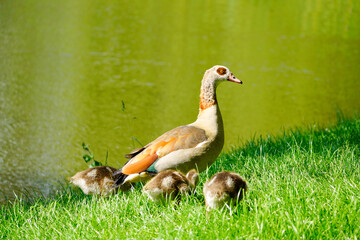 Obraz premium Egyptian goose with chicks on the shore of a lake. Wild birds in nature. Alopochen aegyptiaca.