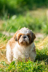 Naklejka na ściany i meble Front innocent face of young Shih Tzu dog, on green lawn with soft light