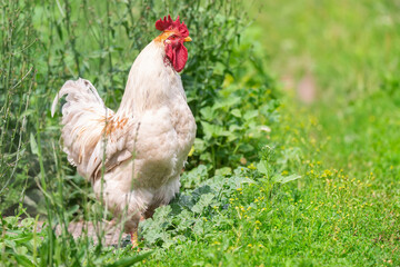 cute rooster crowing on the farm.