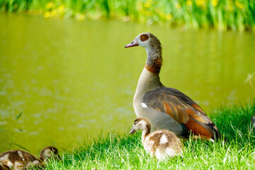 Egyptian goose with chicks on the shore of a lake. Wild birds in nature. Alopochen aegyptiaca.